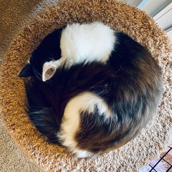 Meet your Posher, Sara - Picture 4 of 6